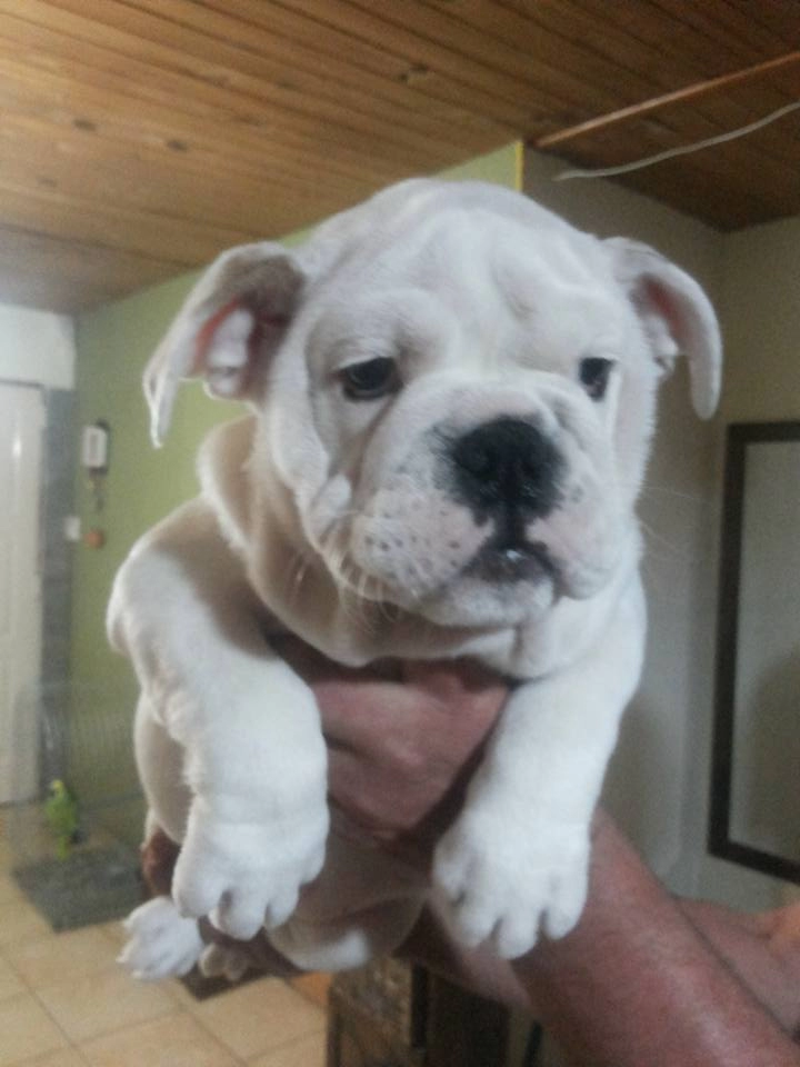 İngiliz Bulldog Yavruları