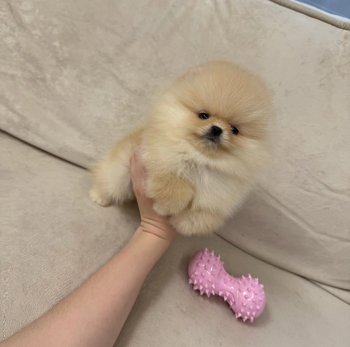 Sevimlilik Garantili Yavru Pomeranian