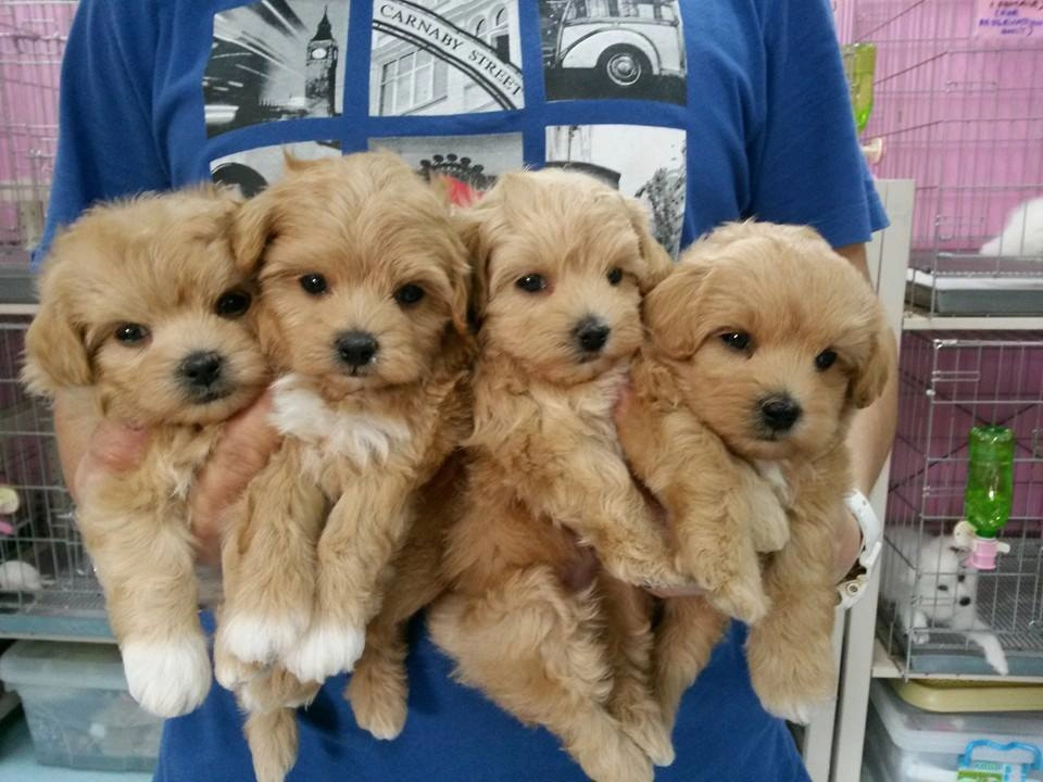 F2 Maltipoo Yavruları