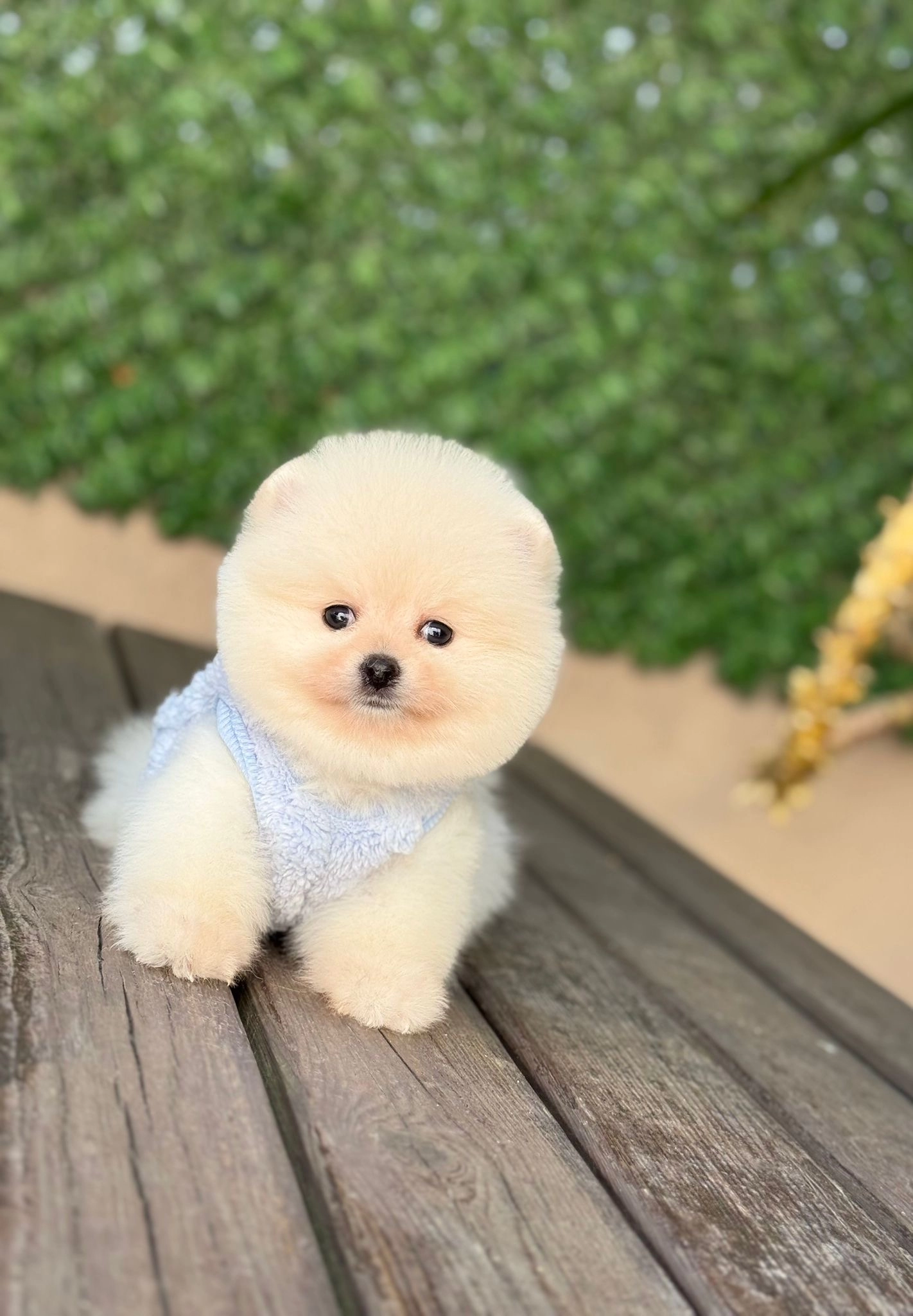 Sağlıklı Ve Neşeli Pomeranian Boo