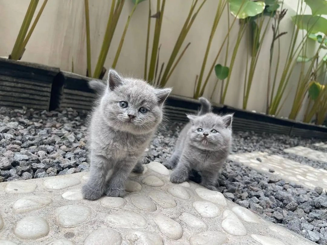 British Shorthair Yavruları