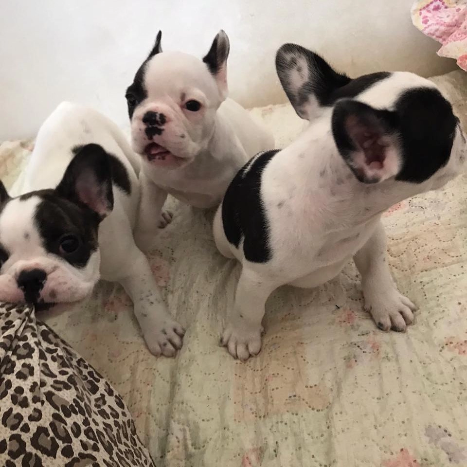 French Bulldog Yavruları