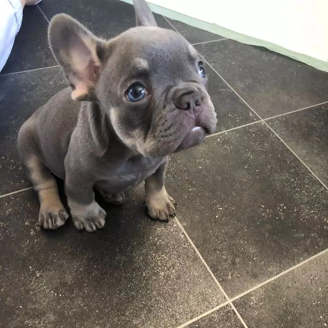 Lilac Tan French Bulldog Yavruları