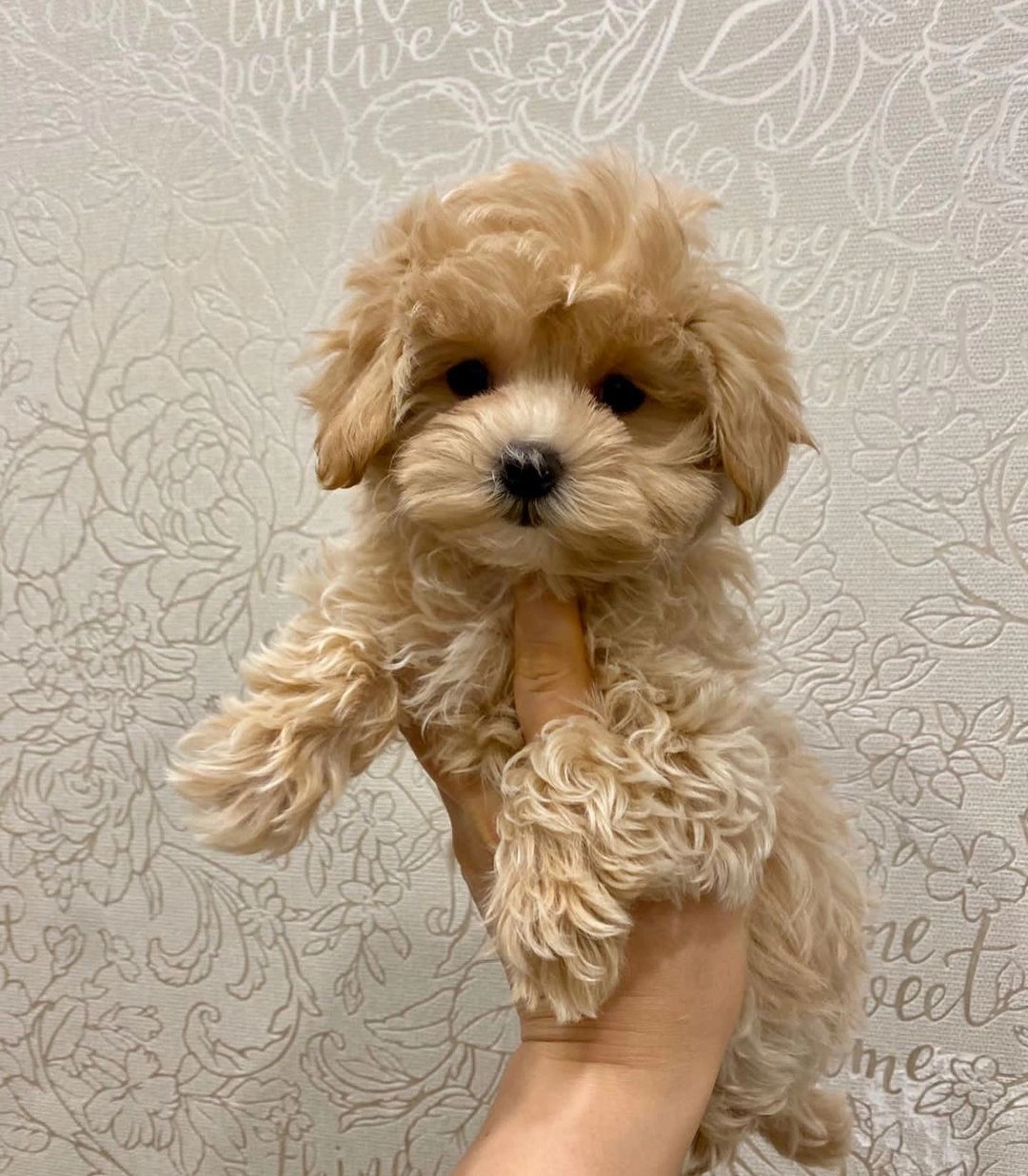 Irk Garantili Maltipoo Yavruları