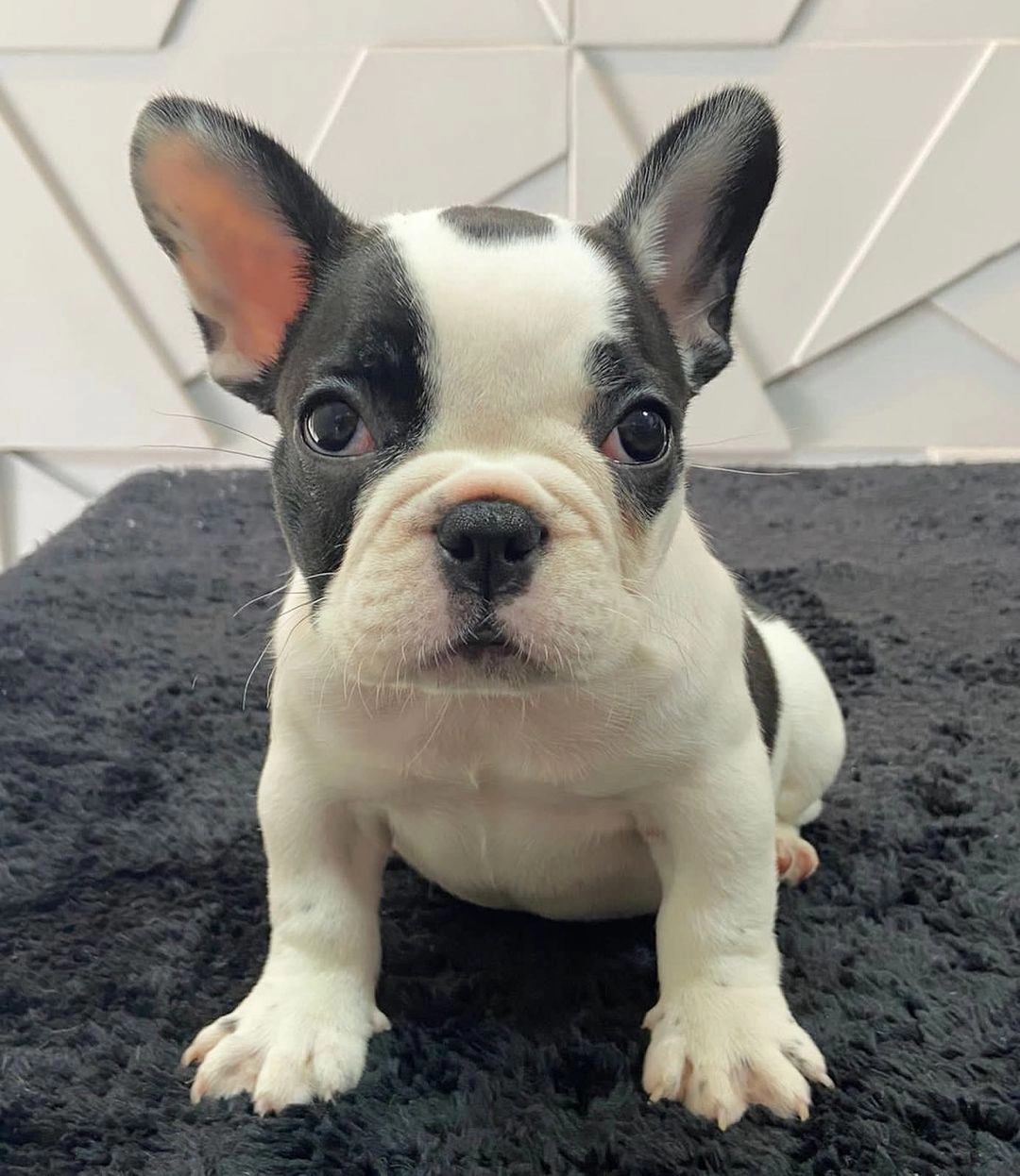 French Bulldog Yavruları
