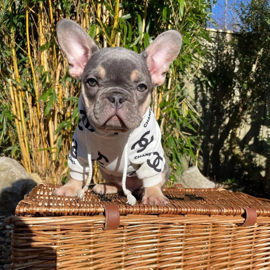 Lilac Tan French Bulldog Yavruları