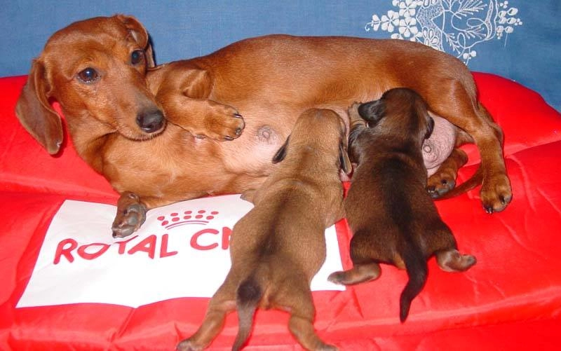 Dachshund Sosis Köpek Yavruları