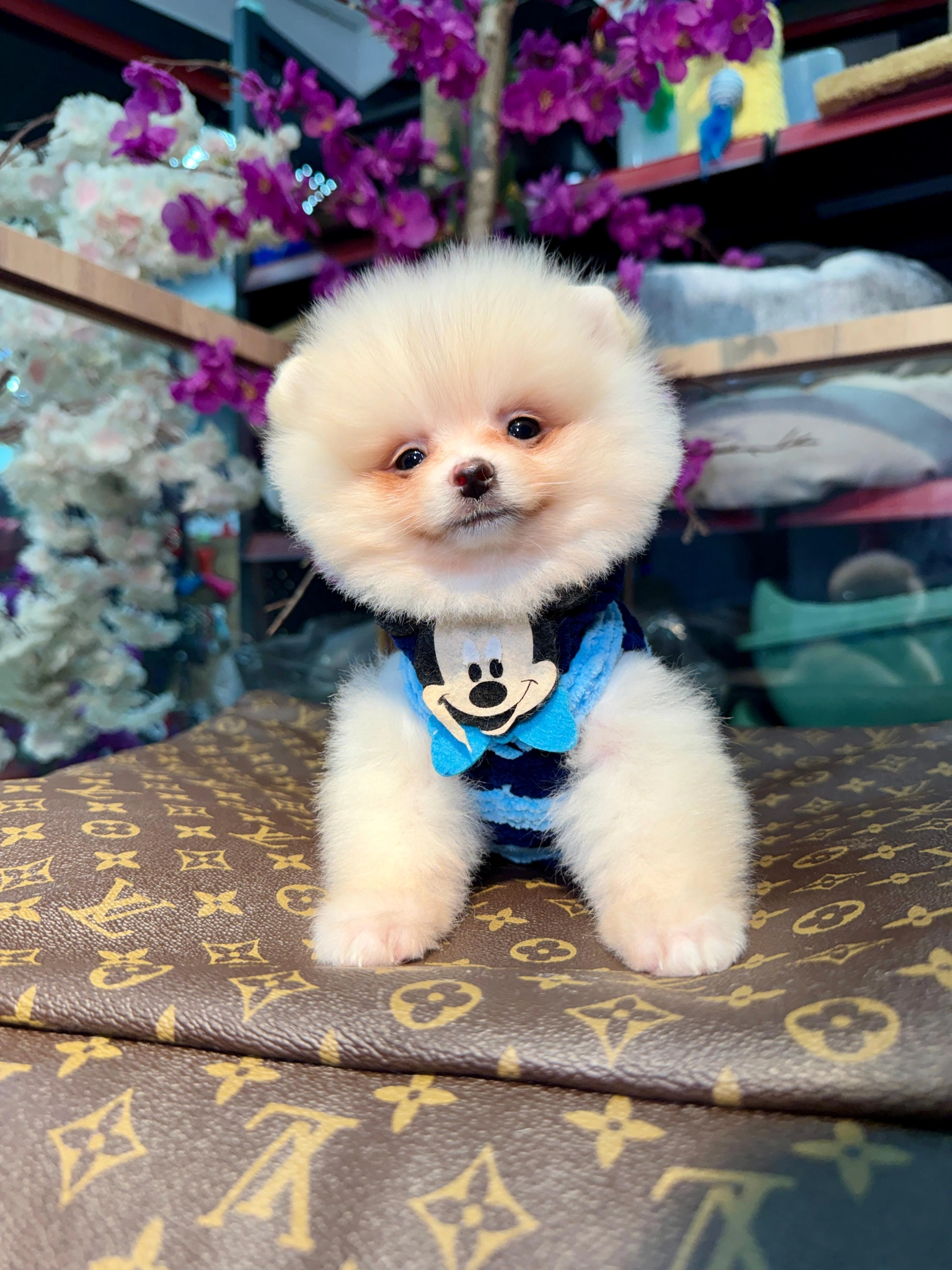 Küçük Irk Sevimli Pomeranian Boo Yavruları