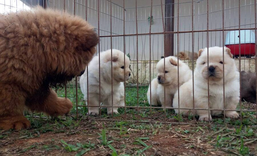 Pofuduk Chow Chow Yavruları