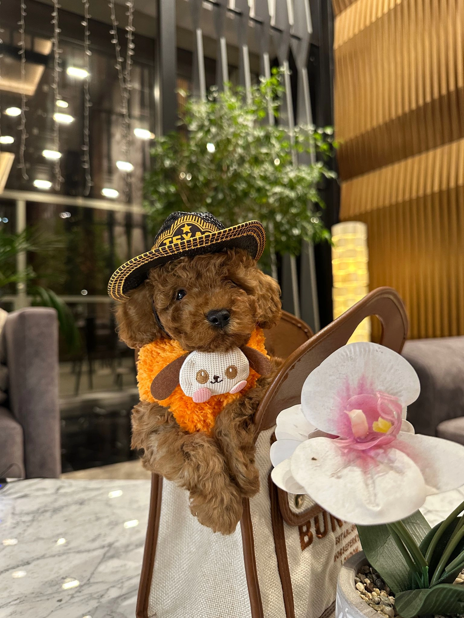 Irk Standardına Uygun Mini Toypoodle