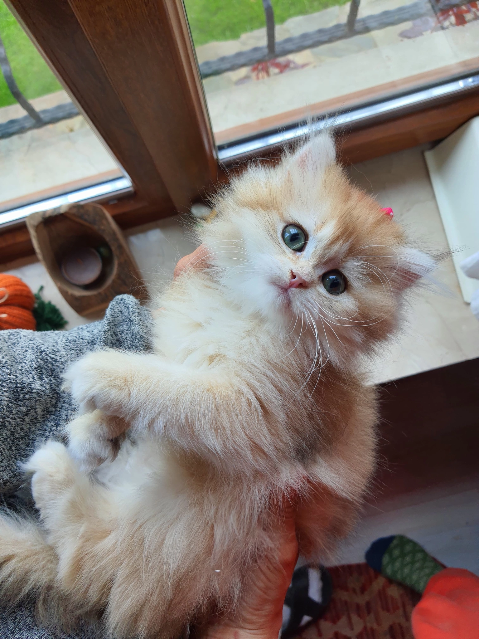 Saf Kan Şecereli Golden British Longhair (Wcf Kayıtlı)
