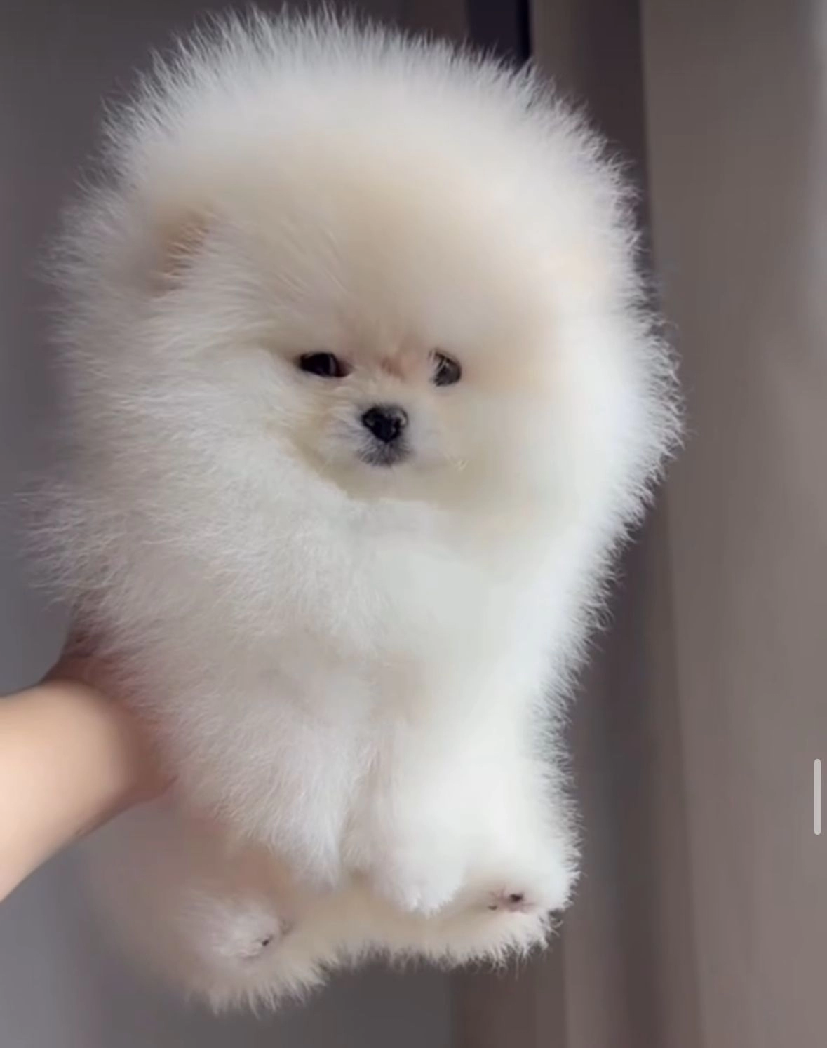 Premium Kalite Pomeranian Boo Bebekler