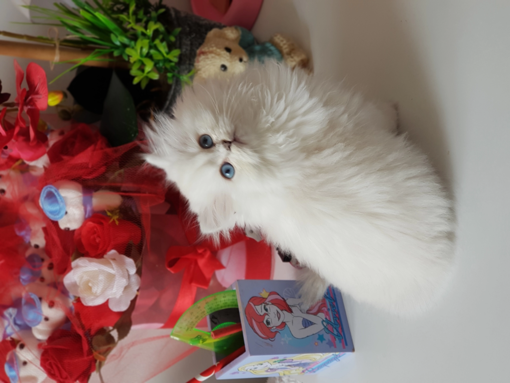 Show Bebekler  British Longhair Silver