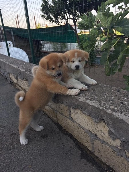 Japon Akita İnu Yavruları