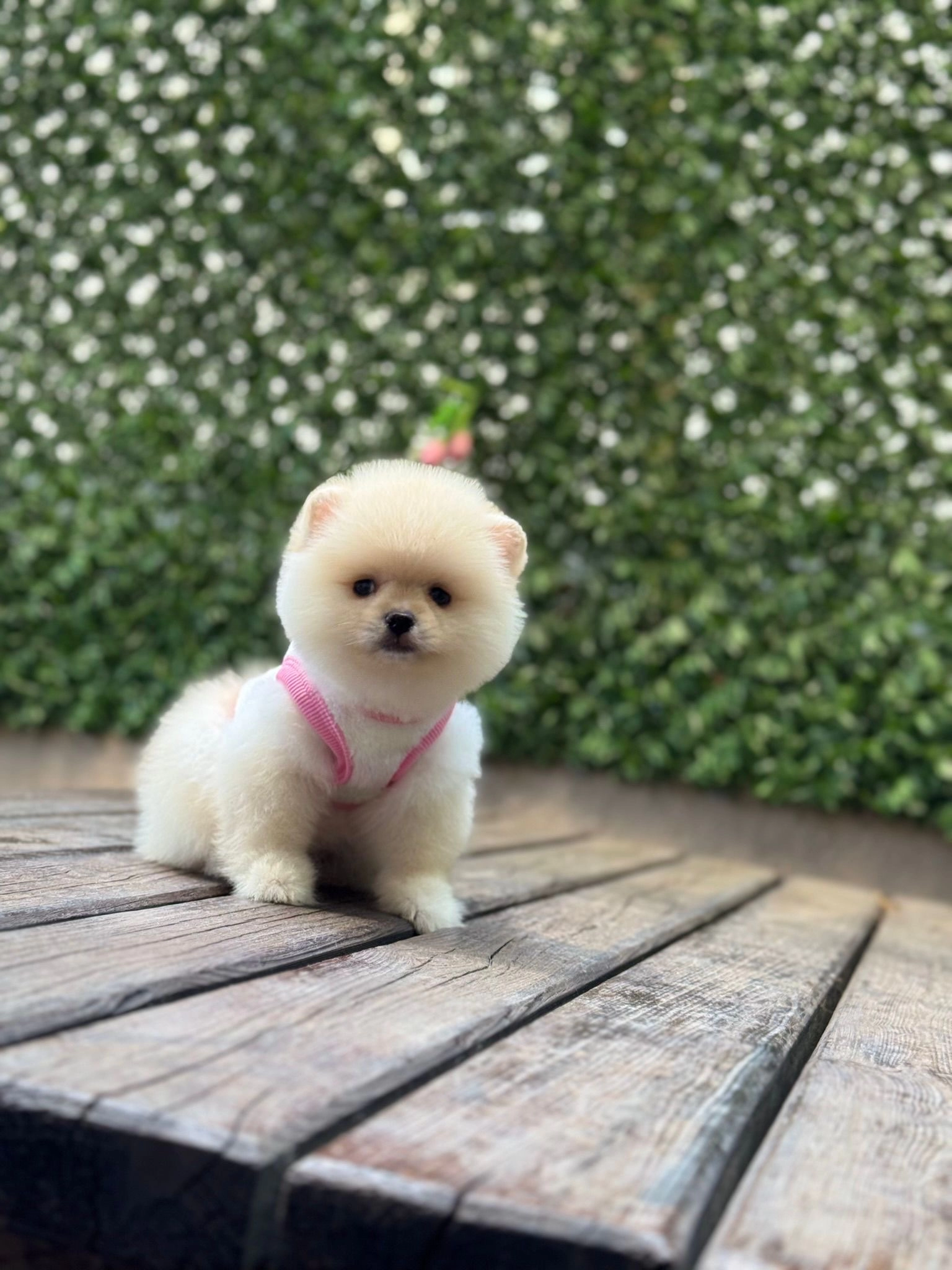 Gülüşüyle Mest Eden Pomeranian Yavrusu