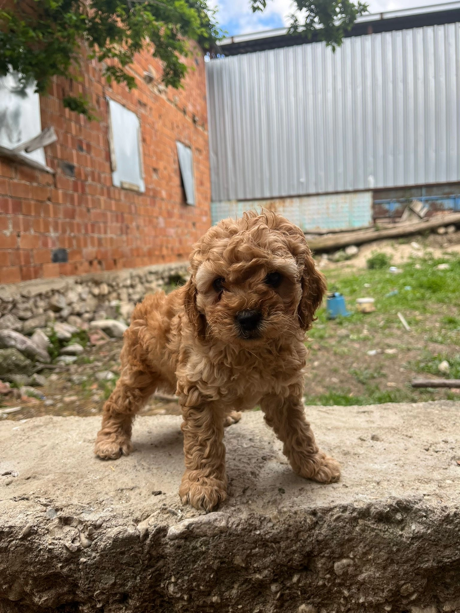 Sevimli Surat Garantili Maltipoo Yavrular