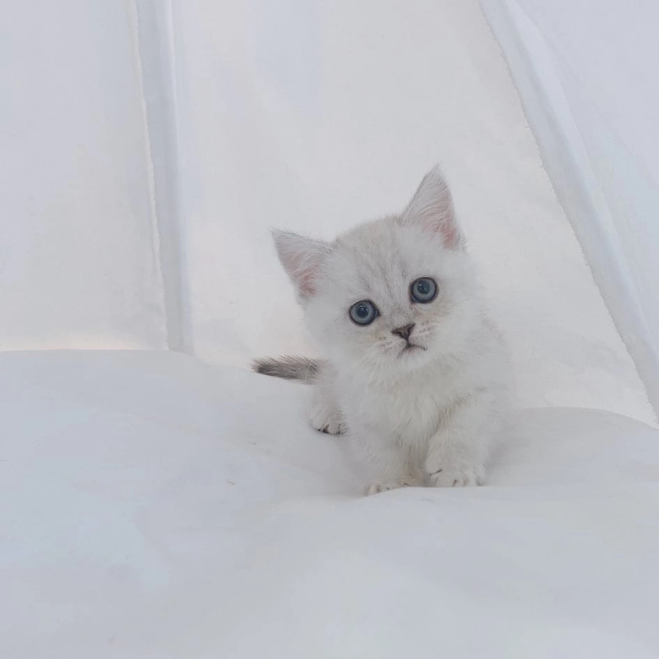 British Shorthair Yavruları