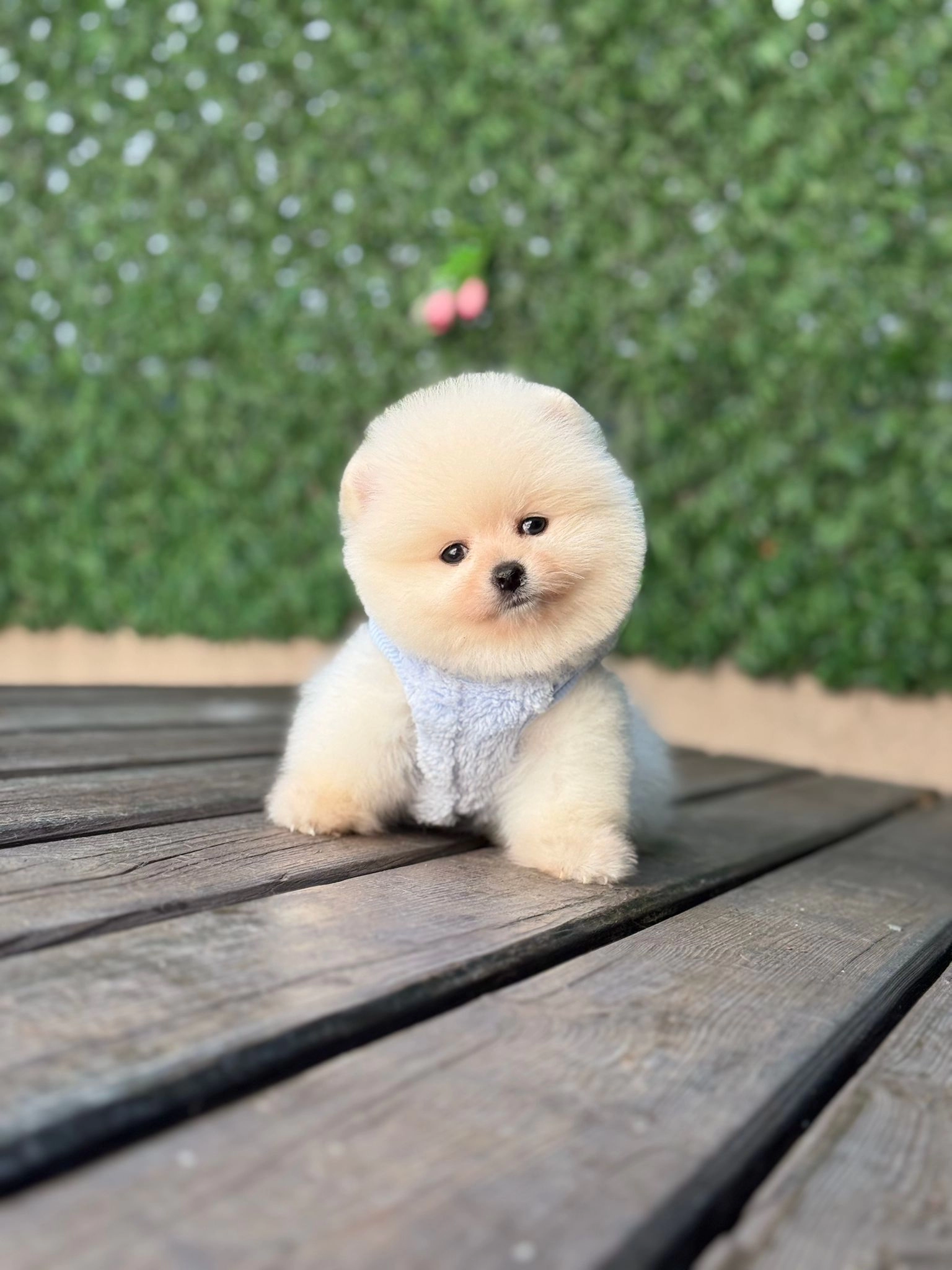 Aile Ortamında Yetişmiş Pomeranian Boo Yavrula