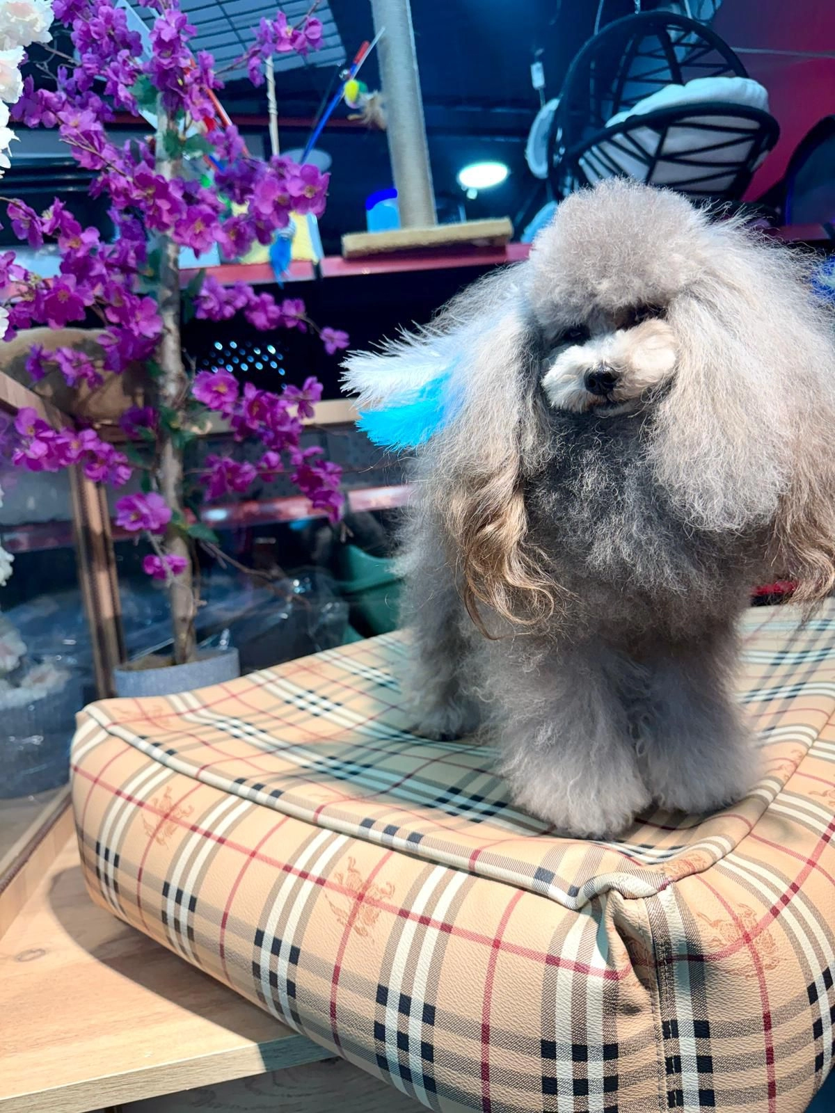 Göz Alıcı Silver Toy Poodle Yavrusu