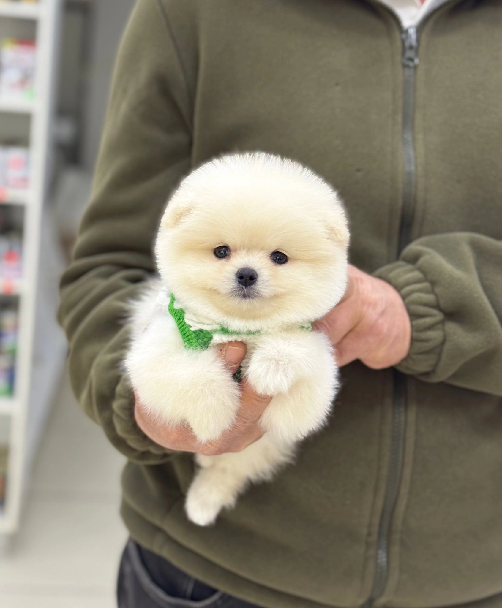 Pasaportlu Ve Karneli Pomeranian Yavruları