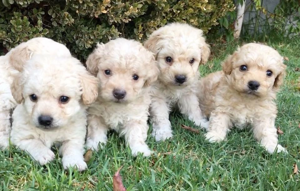 Irk Garantili Maltipoo Yavruları