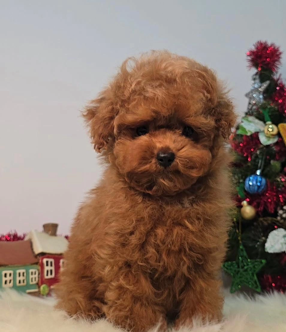 Neşeli Ve Oyuncu Toy Poodle