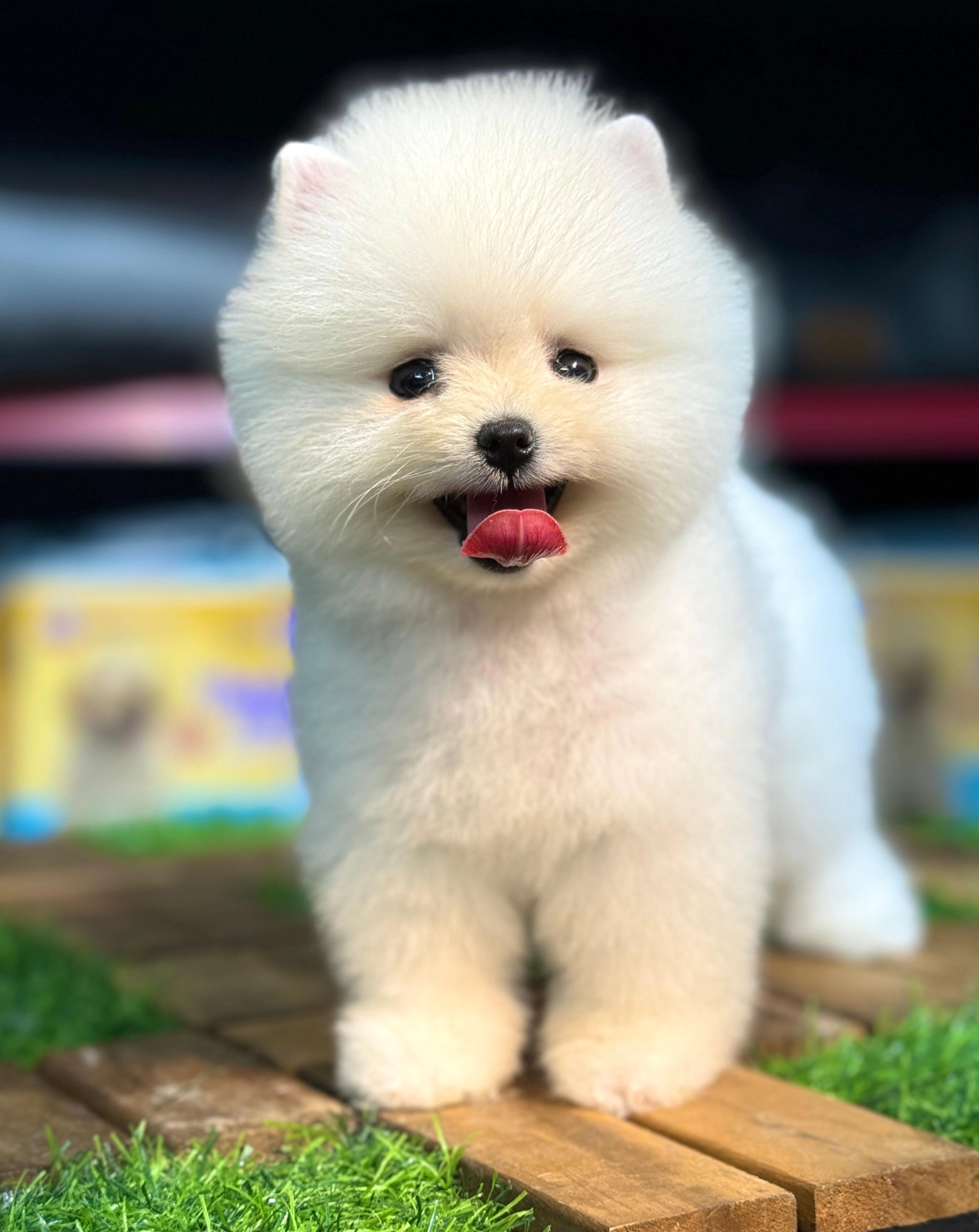 Yeni Yuvasını Bekleyen Pomeranian Yavrular