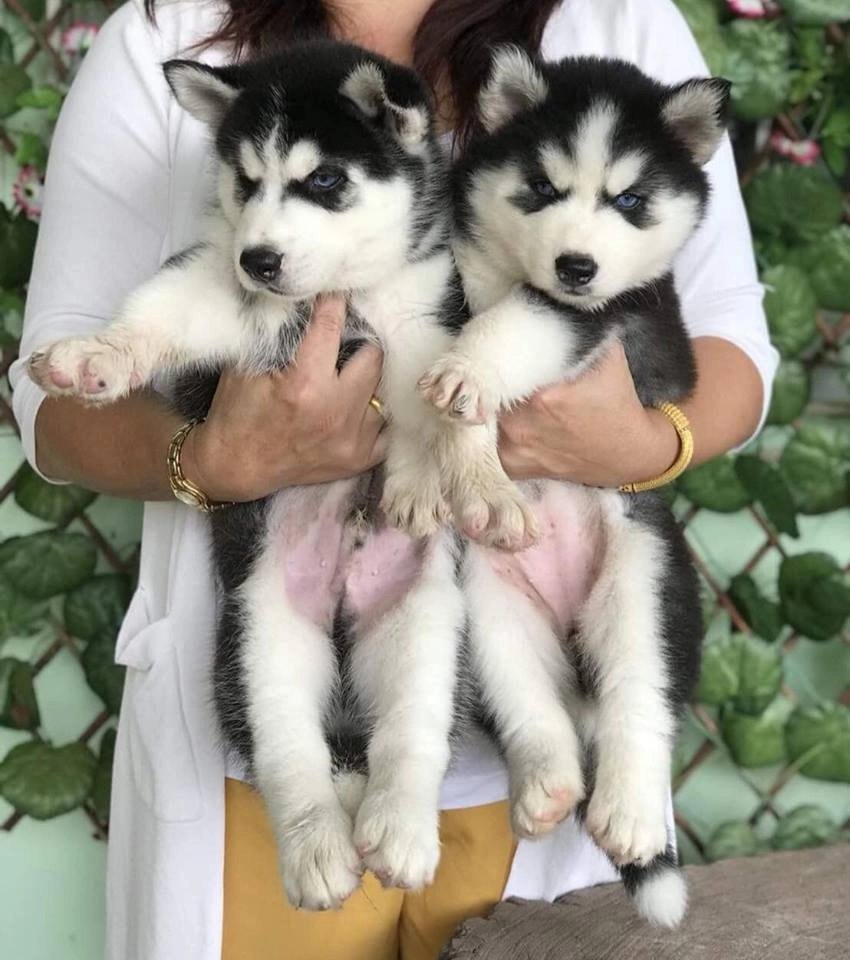 Husky Sibirya Yavruları