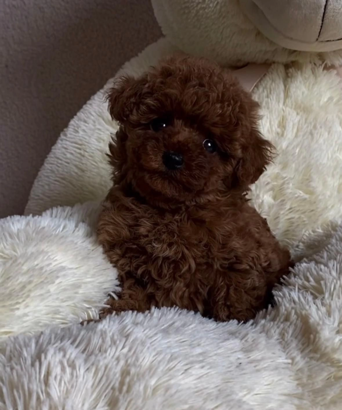 Kıvırcık Tüylü Poodle Yavruları
