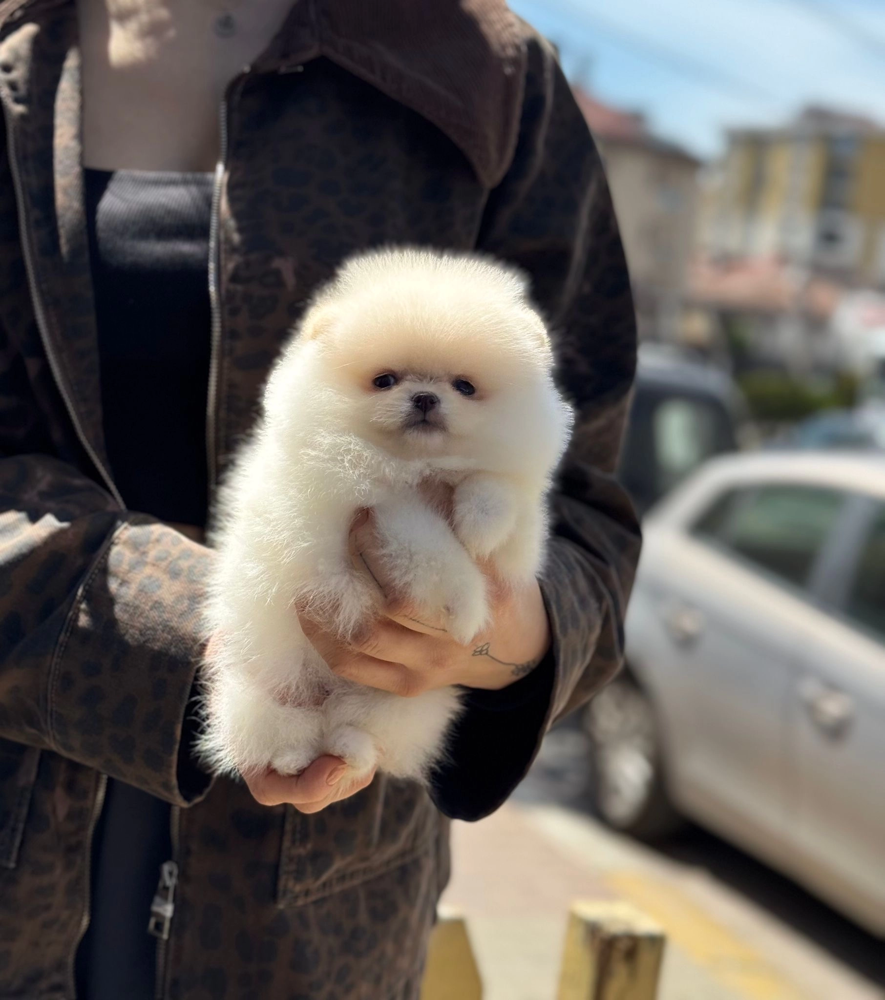 Uysal Ve Neşeli Pomeranian