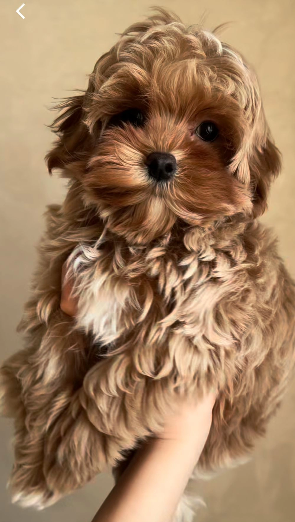 Pamuk Şeker Maltipoo Yavruları