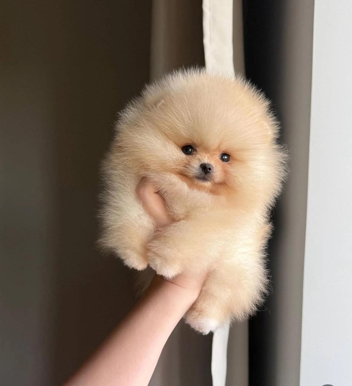 Seçme Kalite Pomeranian Boo Yavruları