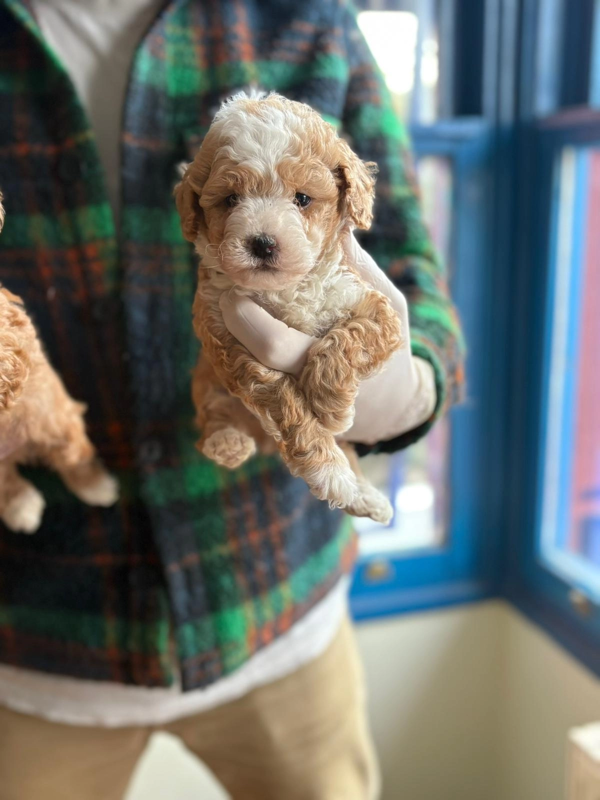 Sevimli Ve Bakımlı Maltipoo Yavruları
