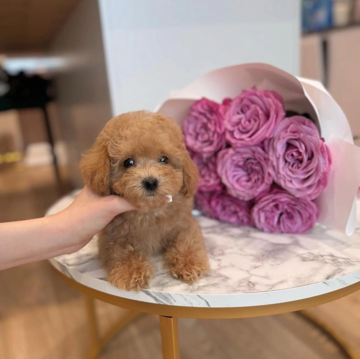 Sevimli Ve Sosyal Maltipoo Bebekler