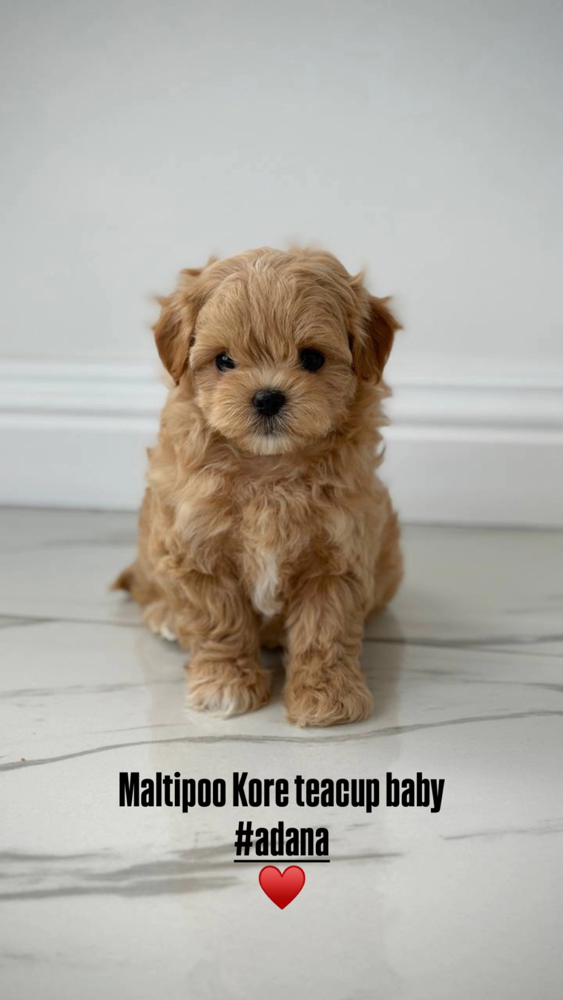 Korean Maltipoo Bebeklerimiz