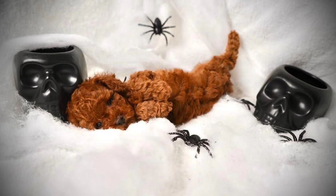 Aile Dostu Poodle Yavruları