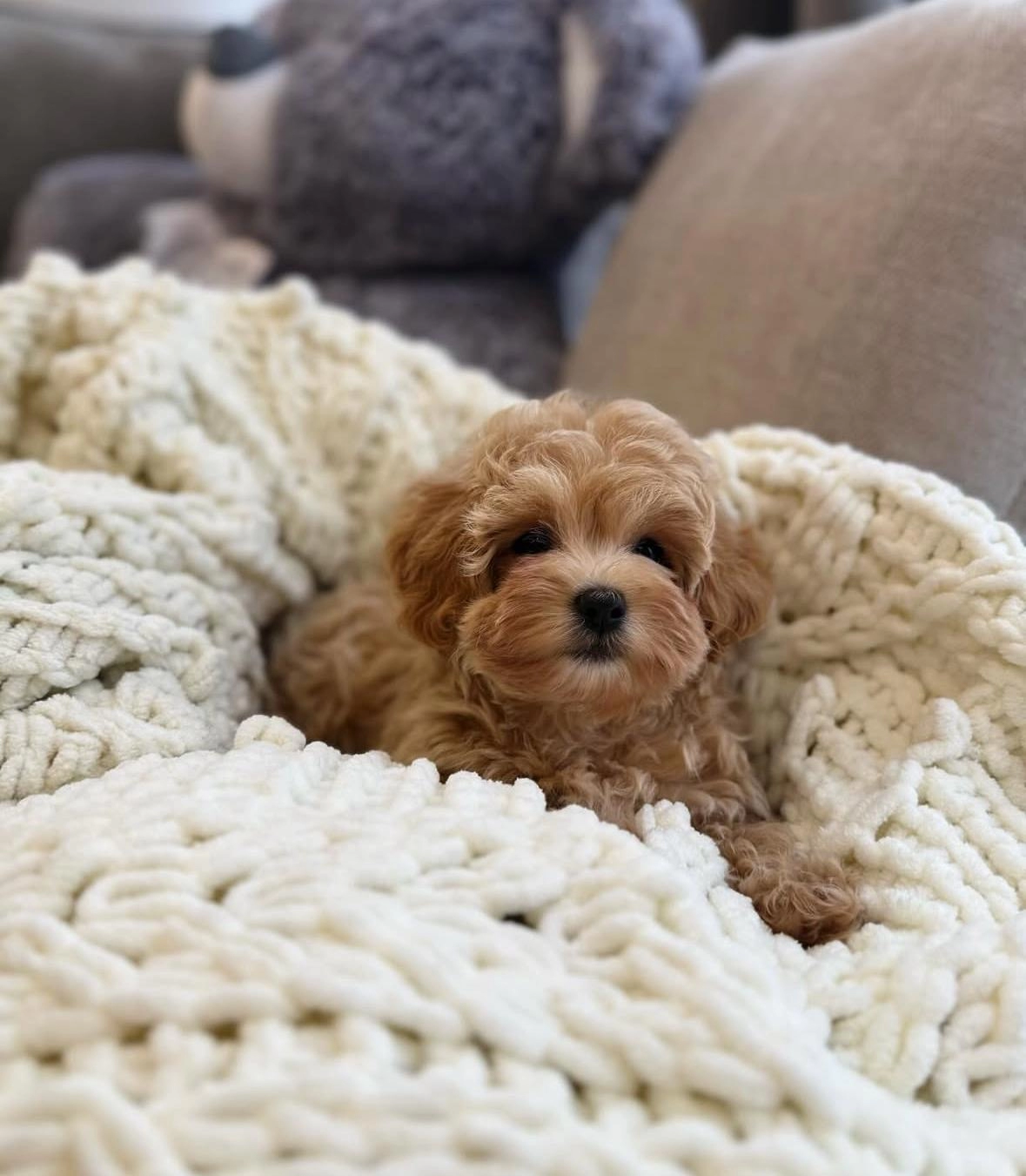 Seçme Kalite Maltipoo Yavruları