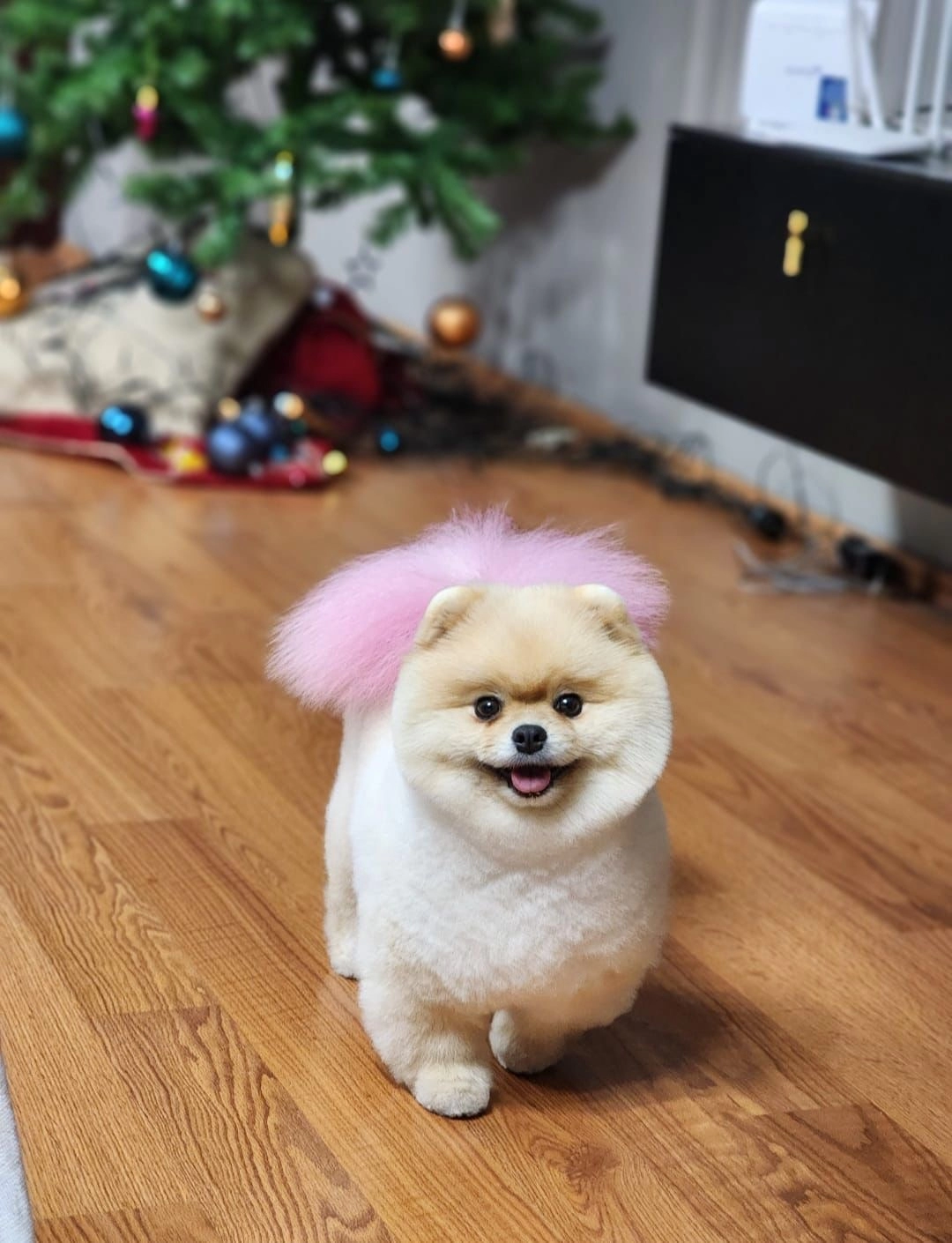 Pamuk Şeker Pomeranian Yavrusu