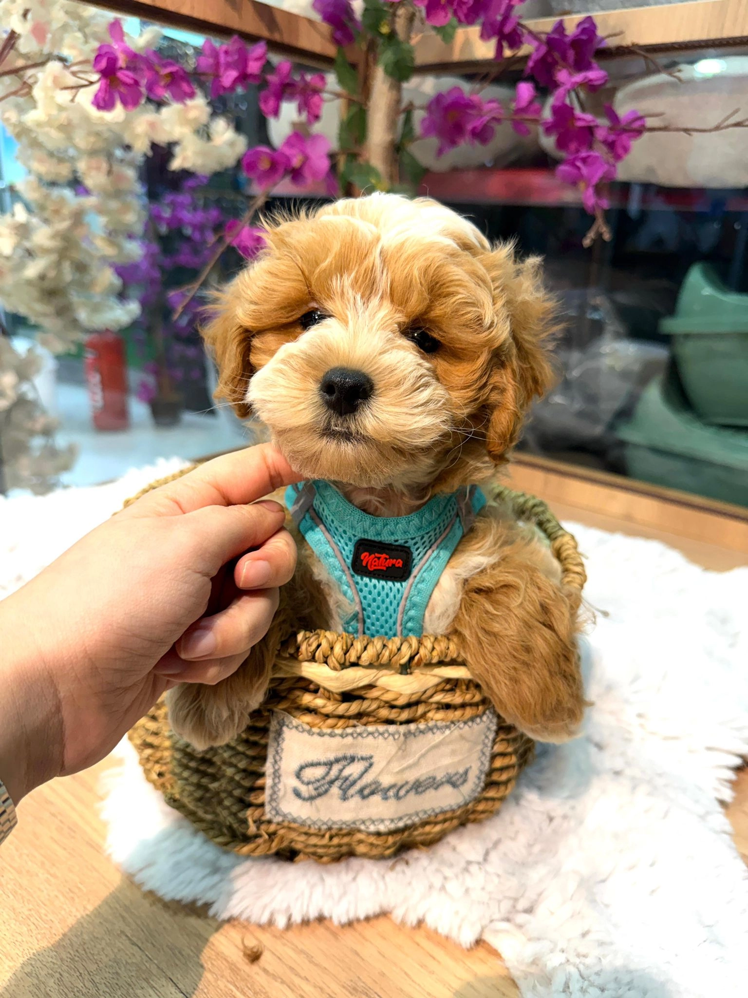 Pamuk Gibi Tatlı Maltipoo Yavrusu