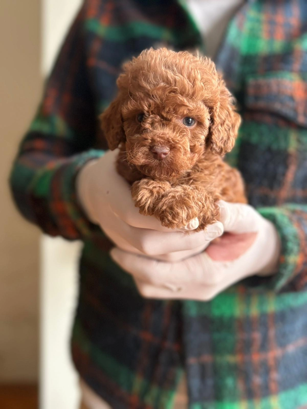 Kalite Ve Irk Standartlarında Toy Poodle