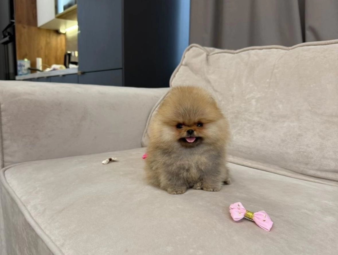 Aşılı Ve Tuvalet Eğitimli Pomeranian