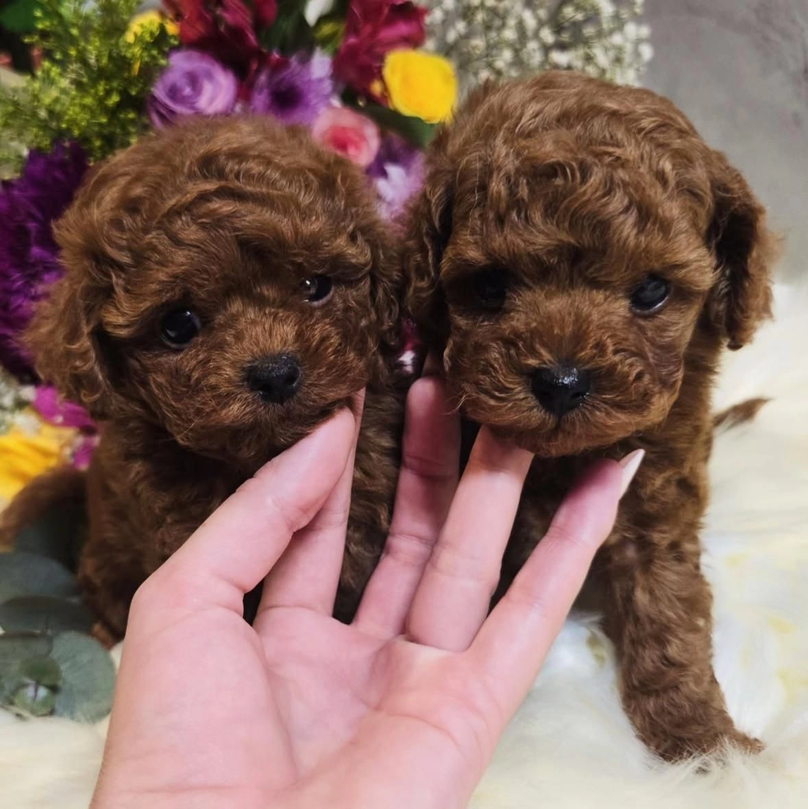 Mikro Boy Toy Poodle Yavrularımız