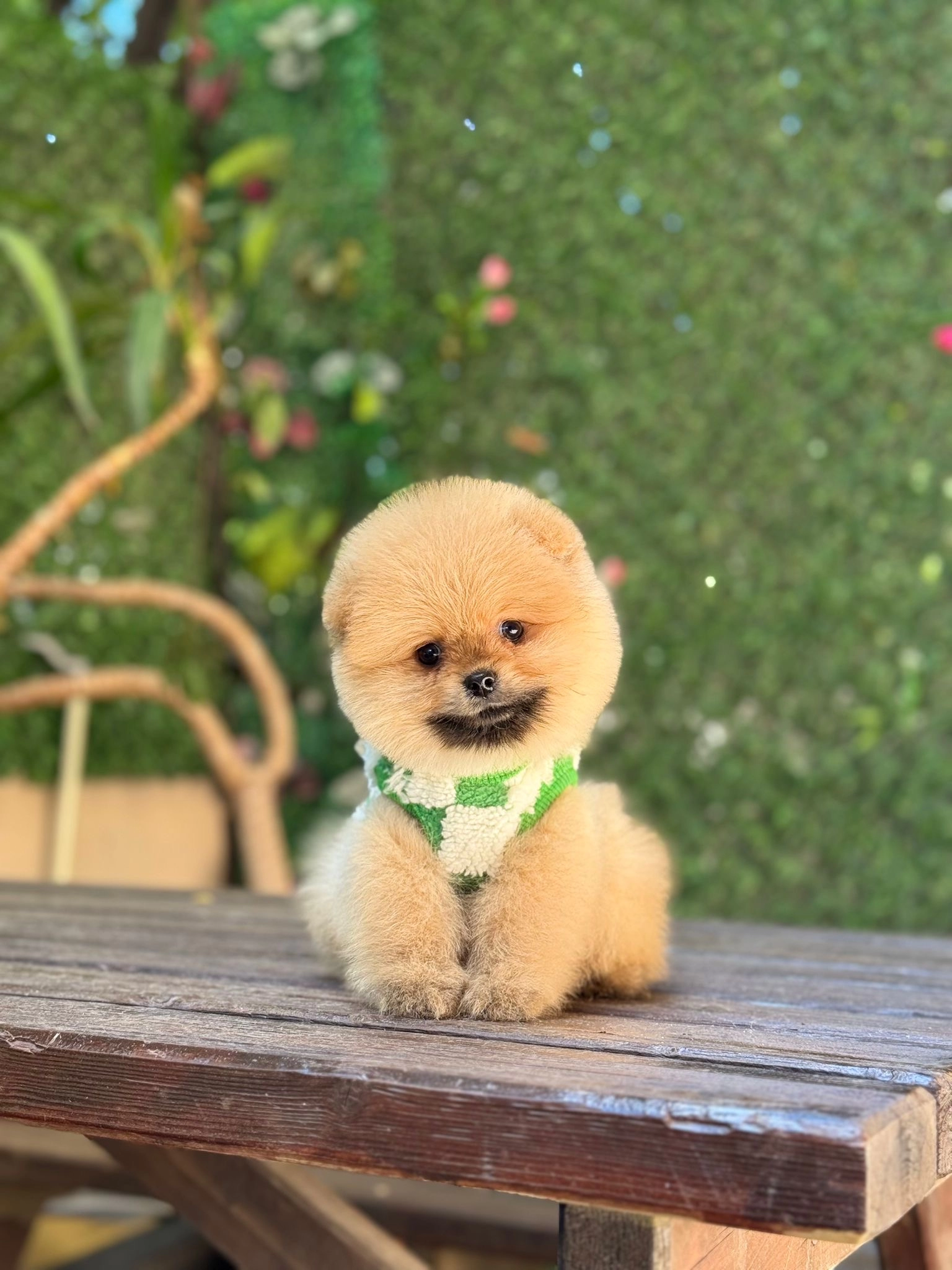Sağlik Ve Irk Garantili Pomeranian