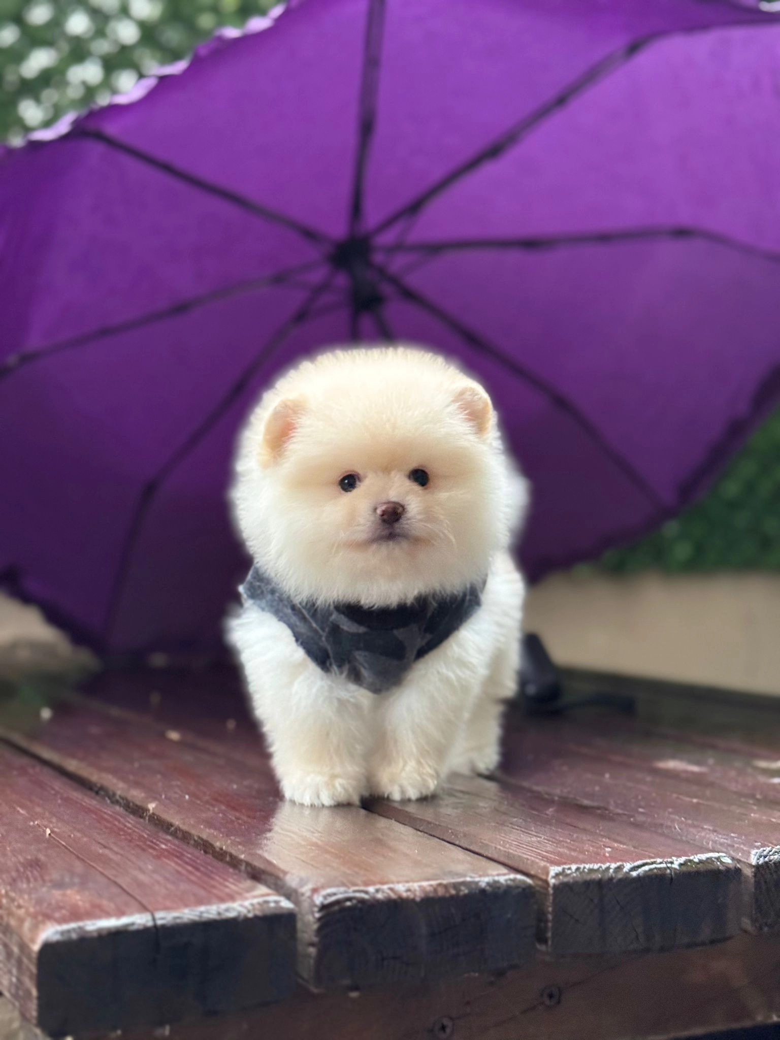 Göz Alıcı Mini Pomeranian Yavruları