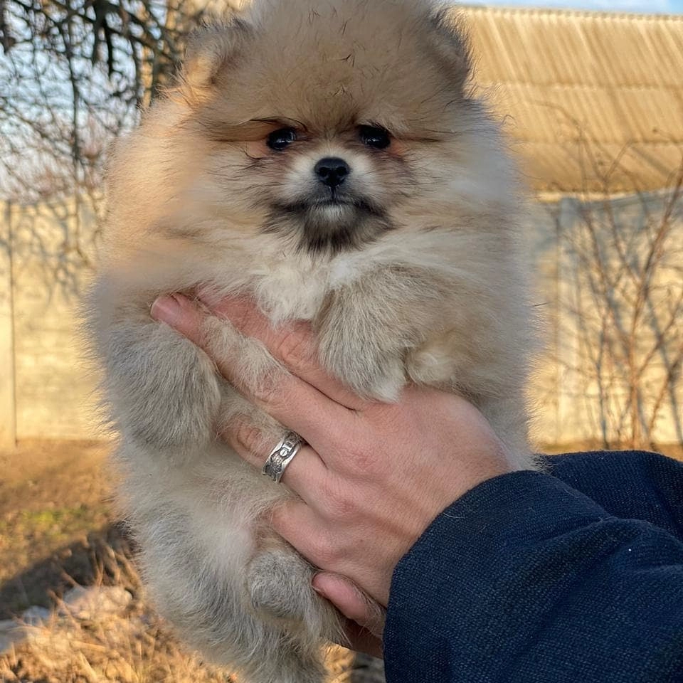 Ayı Surat Pomeranian Yavruları