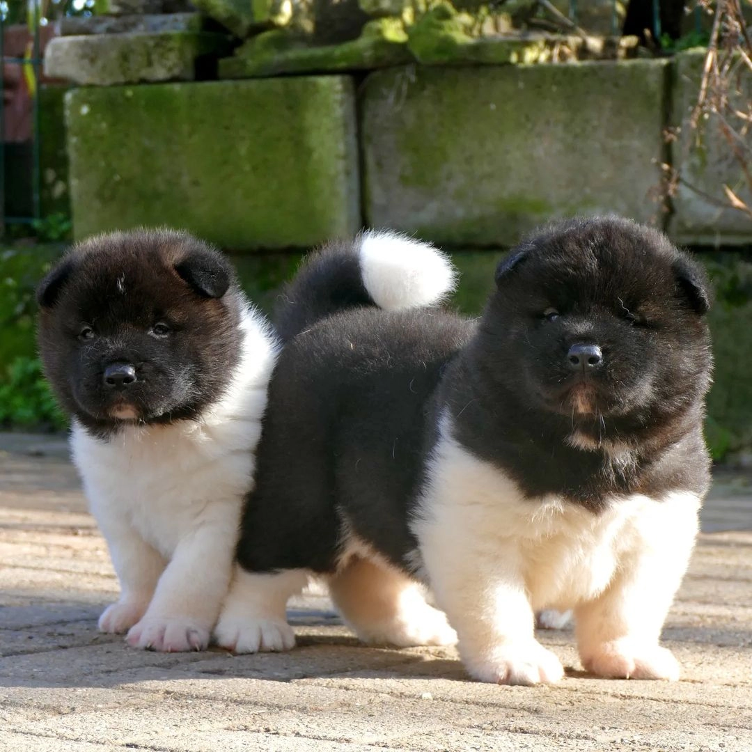 Amerikan Akita Yavruları