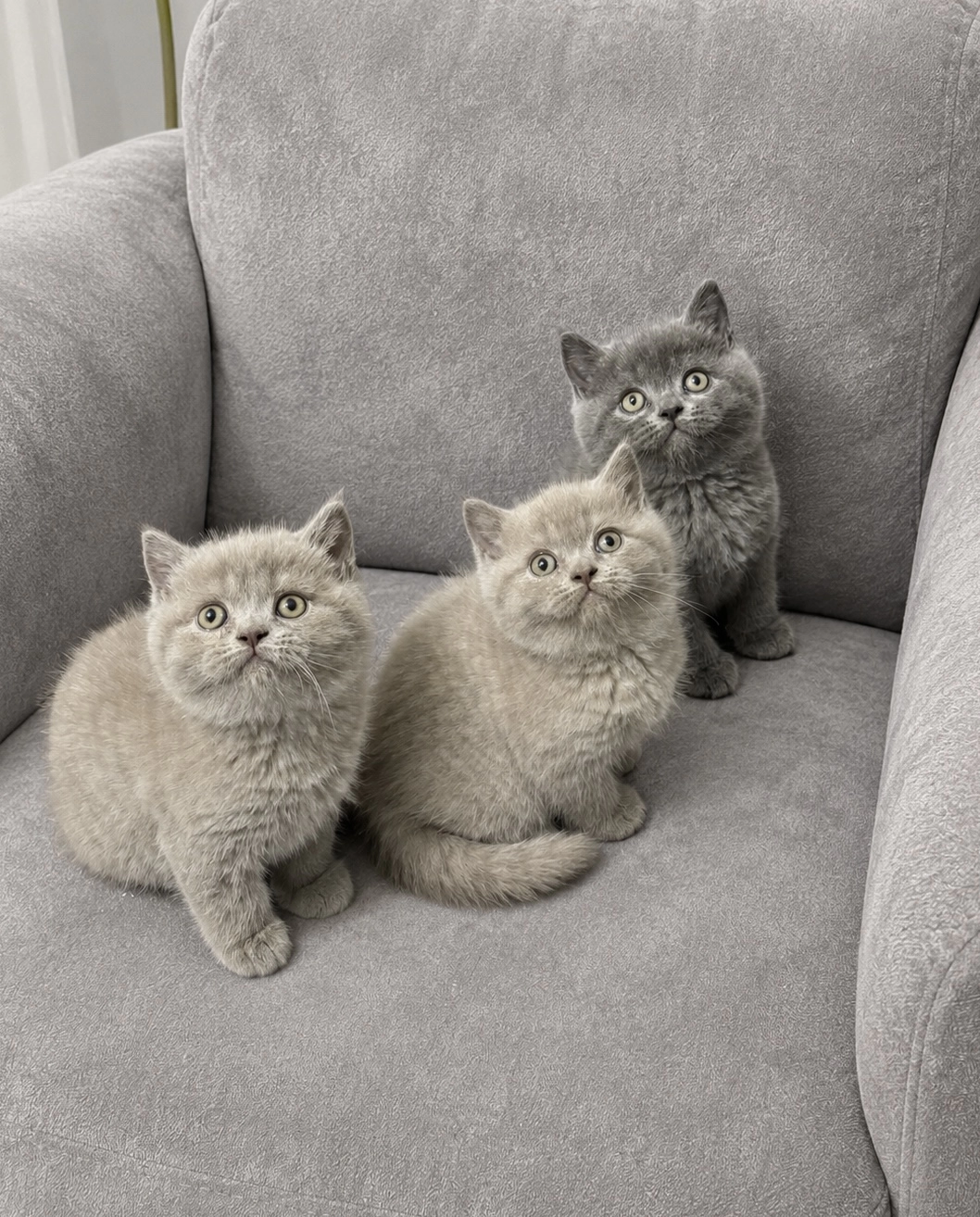 British Shorthair ( Lilac- Gri )