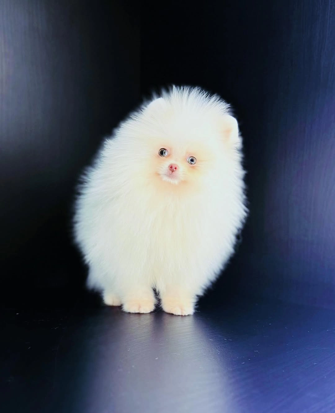 Teddy Bear Pomeranian Boo Yavruları