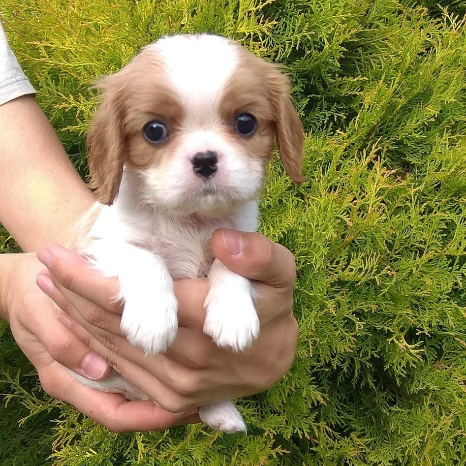 Cavalier King Charles Yavruları