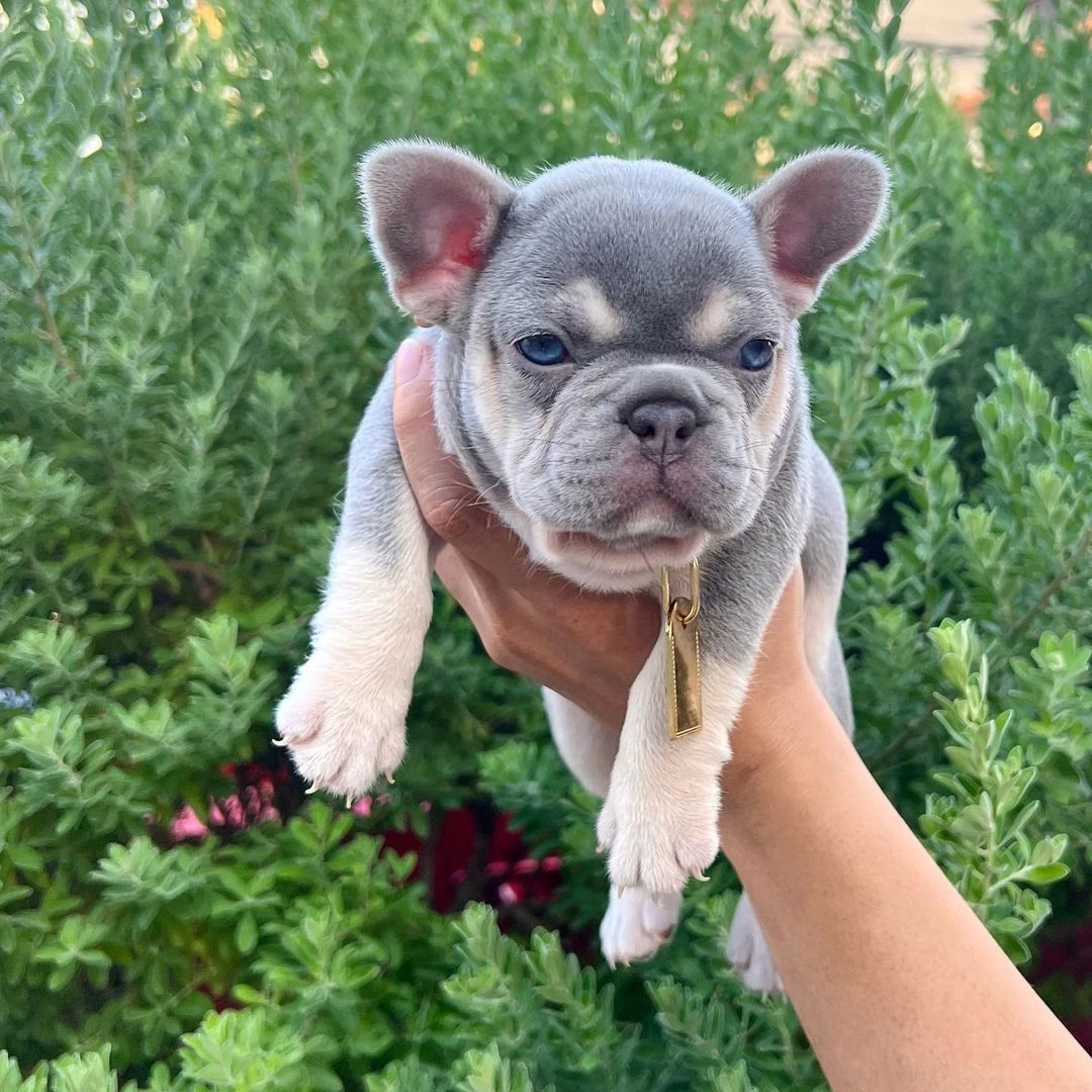 Lilac Tan French Bulldog Yavruları